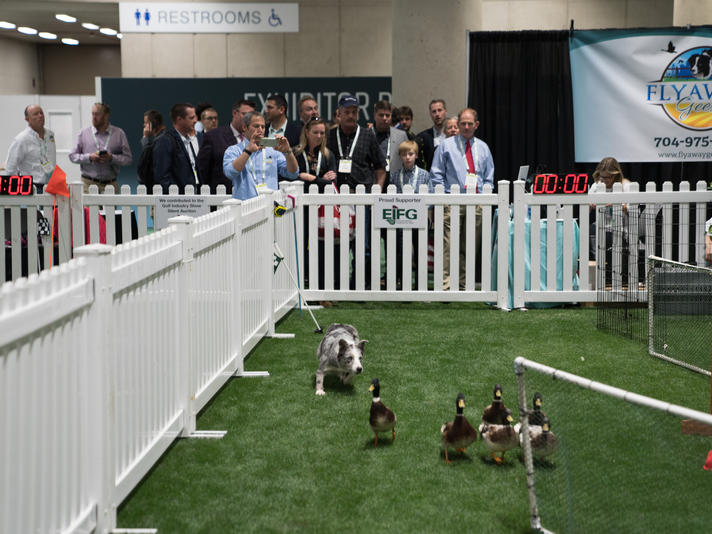 Border collie demonstration during Flyaway Geese